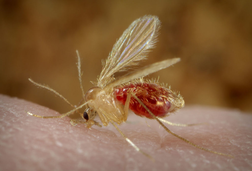 Esta fotografía muestra un mosquito de la arena, Phlebotomus papatasi, posado sobre la piel del fotógrafo, que se presta voluntario como anfitrión para la comida de este espécimen. Los mosquitos de la arena son miembros de la familia Psychodidae, subfamilia Phlebotominae del orden Diptera. Se muestra al insecto todavía en el proceso de ingerir su ración de sangre, la cual es visible a través del abdomen distendido y transparente. Los mosquitos de la arena como este P. papatasi son vectores responsables de la propagación de la leishmaniasis , enfermedad parasitaria causada por el protozoo intracelular del género Leishmania.