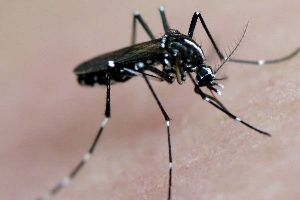 MosquitoTigre Aedes albopictus Frankieleon-CC-BY-2.0-