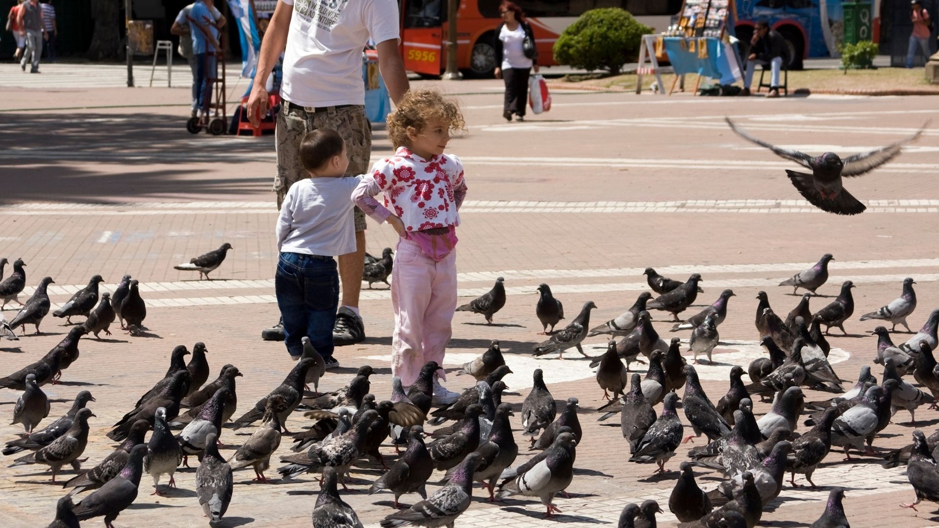 gestion de aves en ciudades