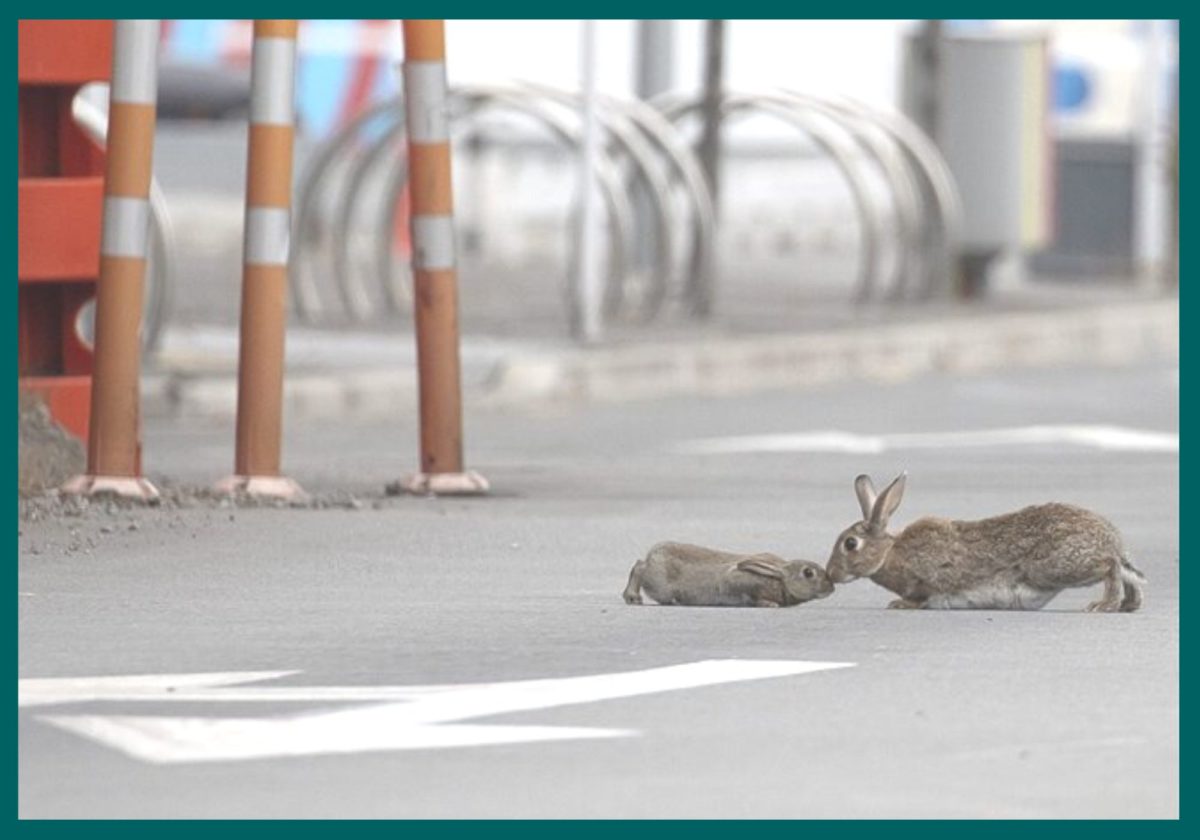 conejos se introducen en zona urbana