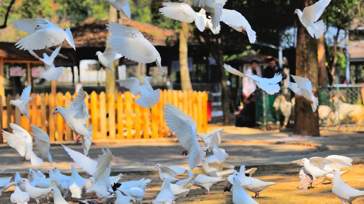 Gestion de palomas y otras aves urbanas